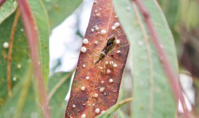 Bari, a rischio i maestosi eucalipti di Picone: «Attaccati da un insetto alieno»